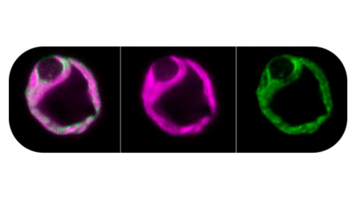 Thumbnail for New research to rewire photosynthesis for sustainable food and energy | Bioscien…