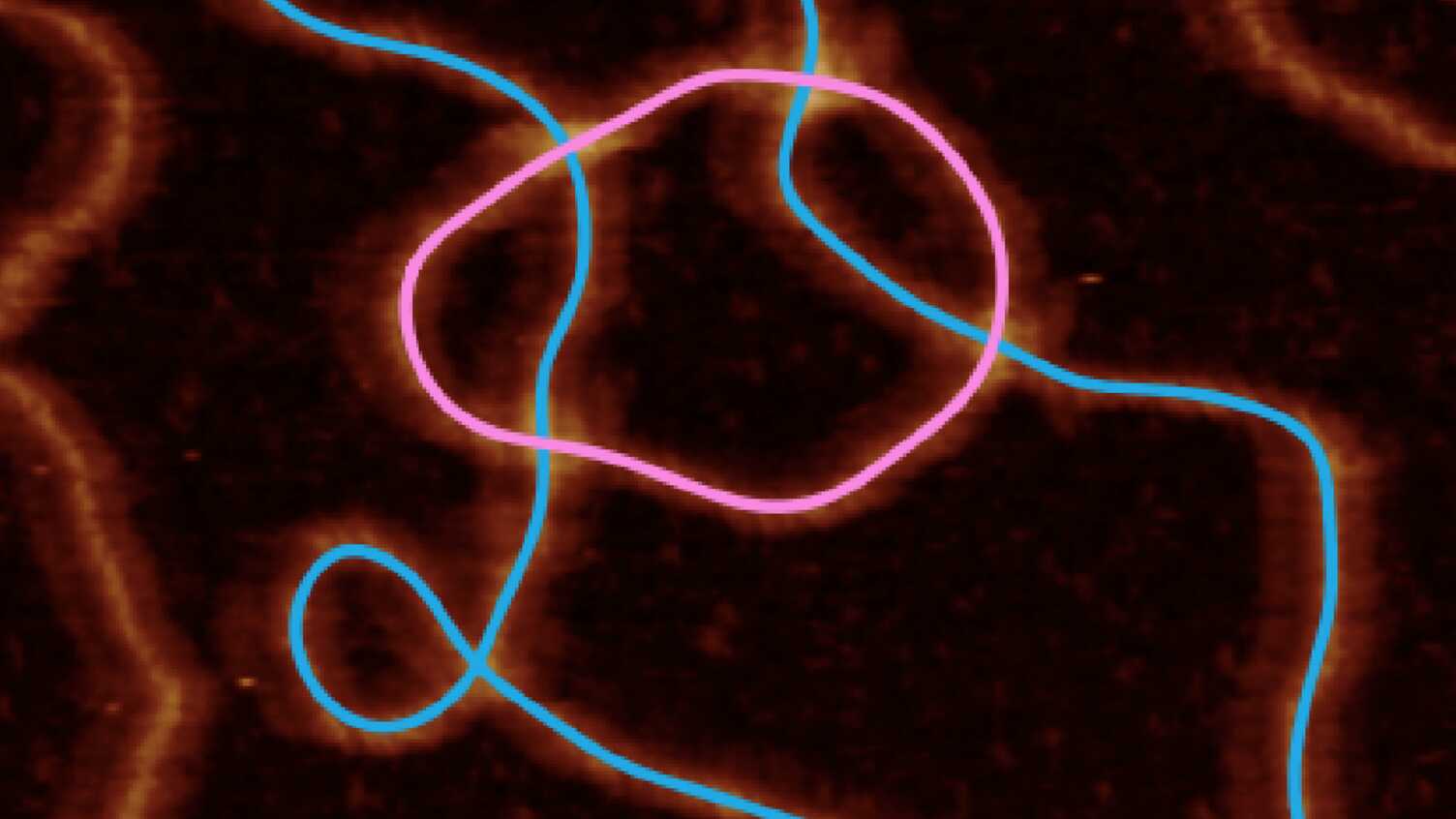 Thumbnail for Under or over? The twists and turns of genetic research | CMBE 