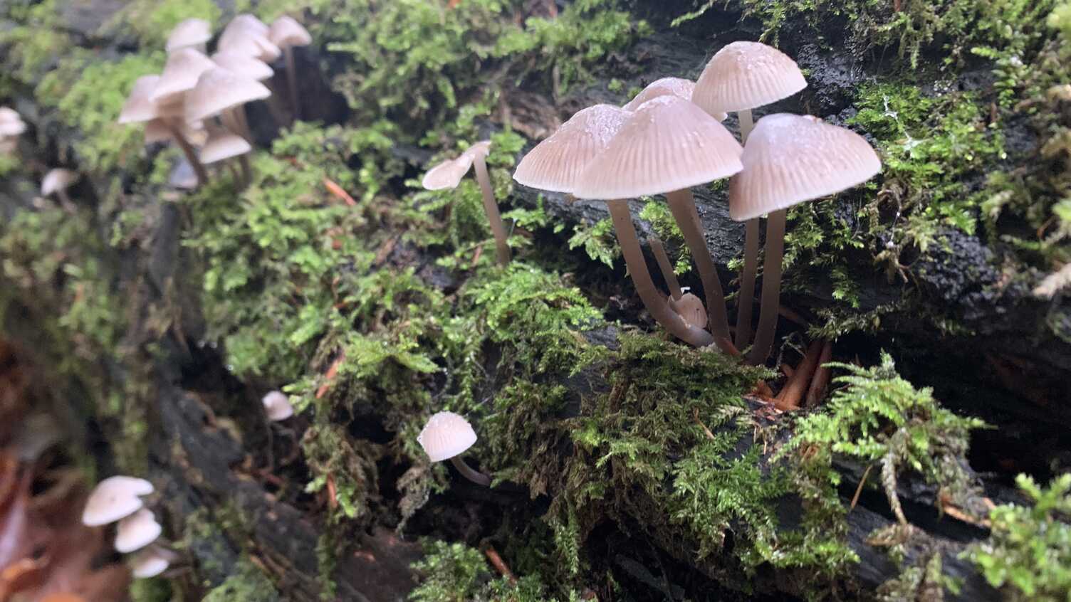 Thumbnail for University of Sheffield leads £8 million study unlocking fungi's power for boos…