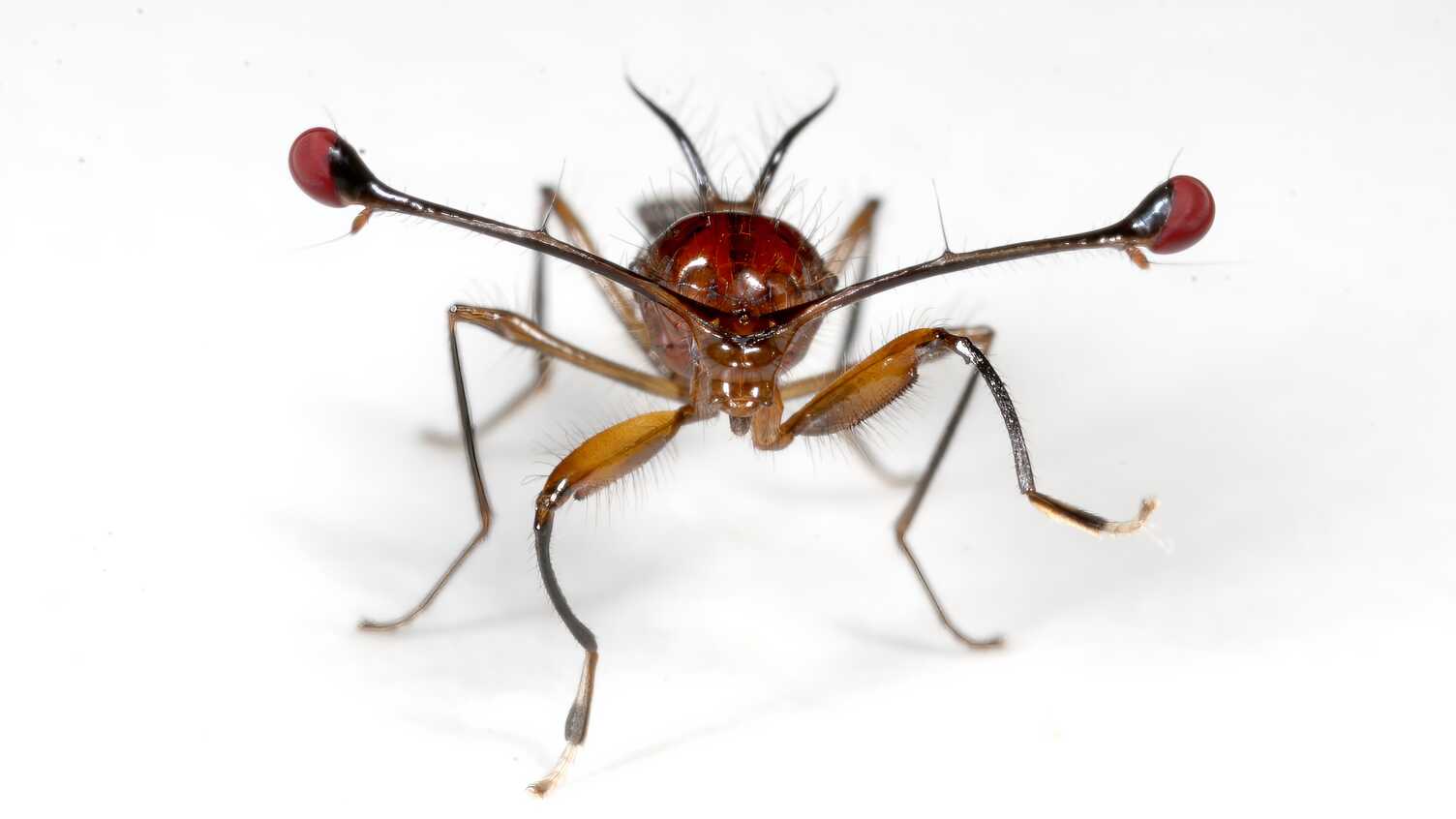 Thumbnail for Decoding the selfish gene, from evolutionary cheaters to disease control | News 